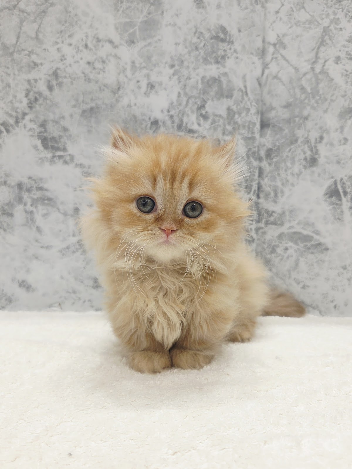 ミヌエットの写真