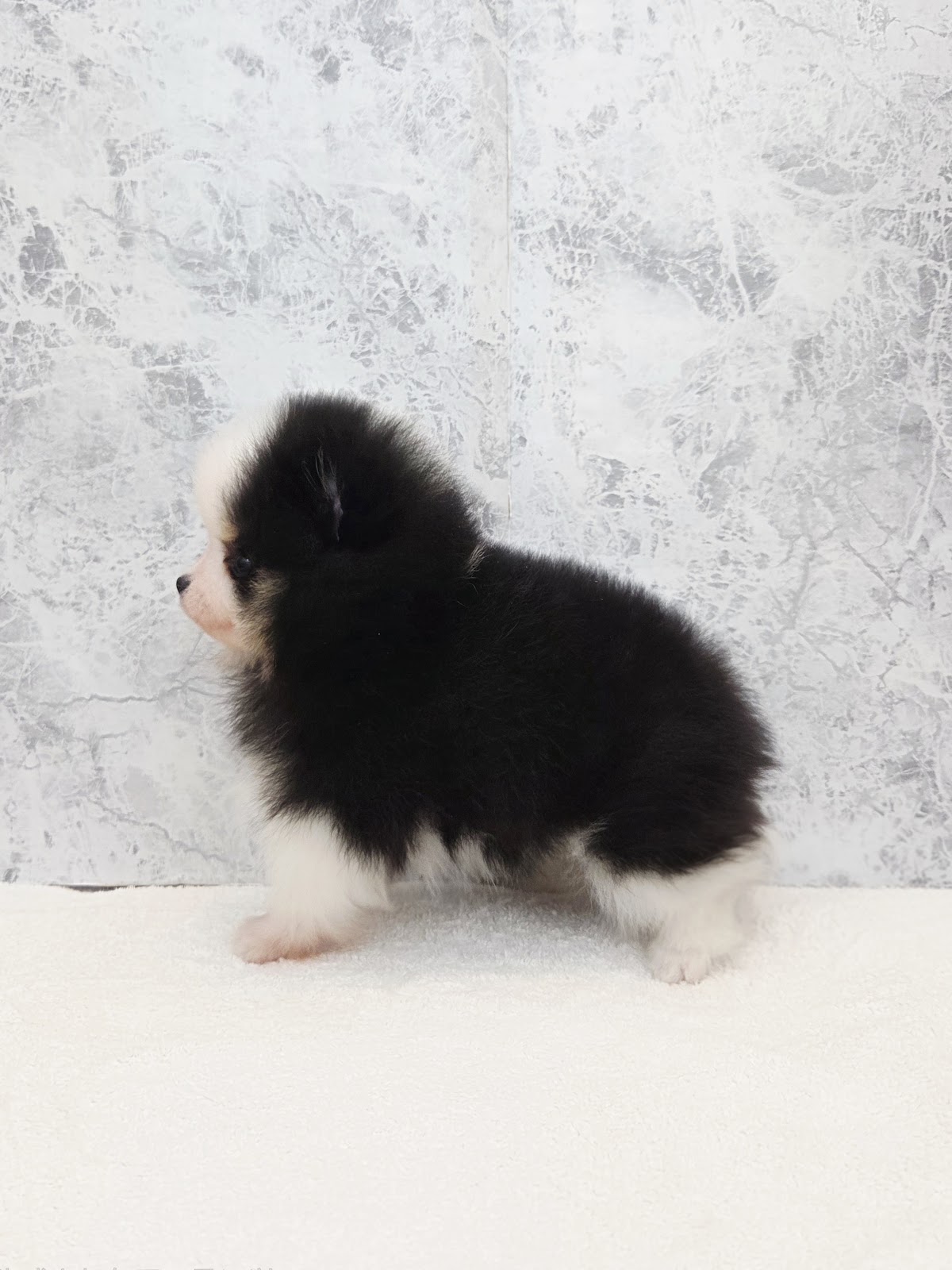 ポメラニアンの写真2