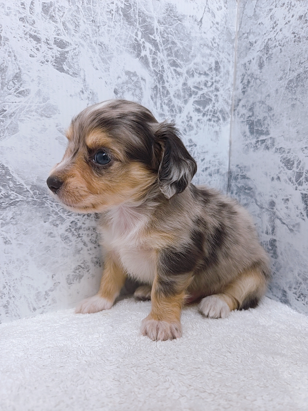 ミニチュアダックスフンド×チワワの写真3