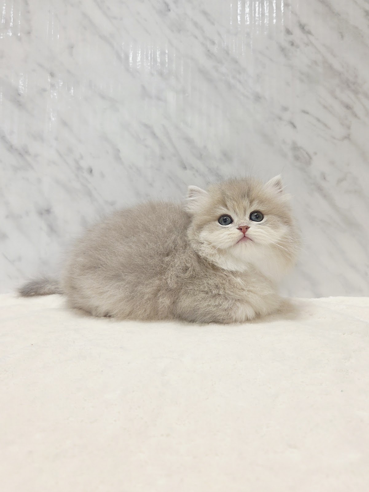 ブリティッシュロングヘアーの写真3