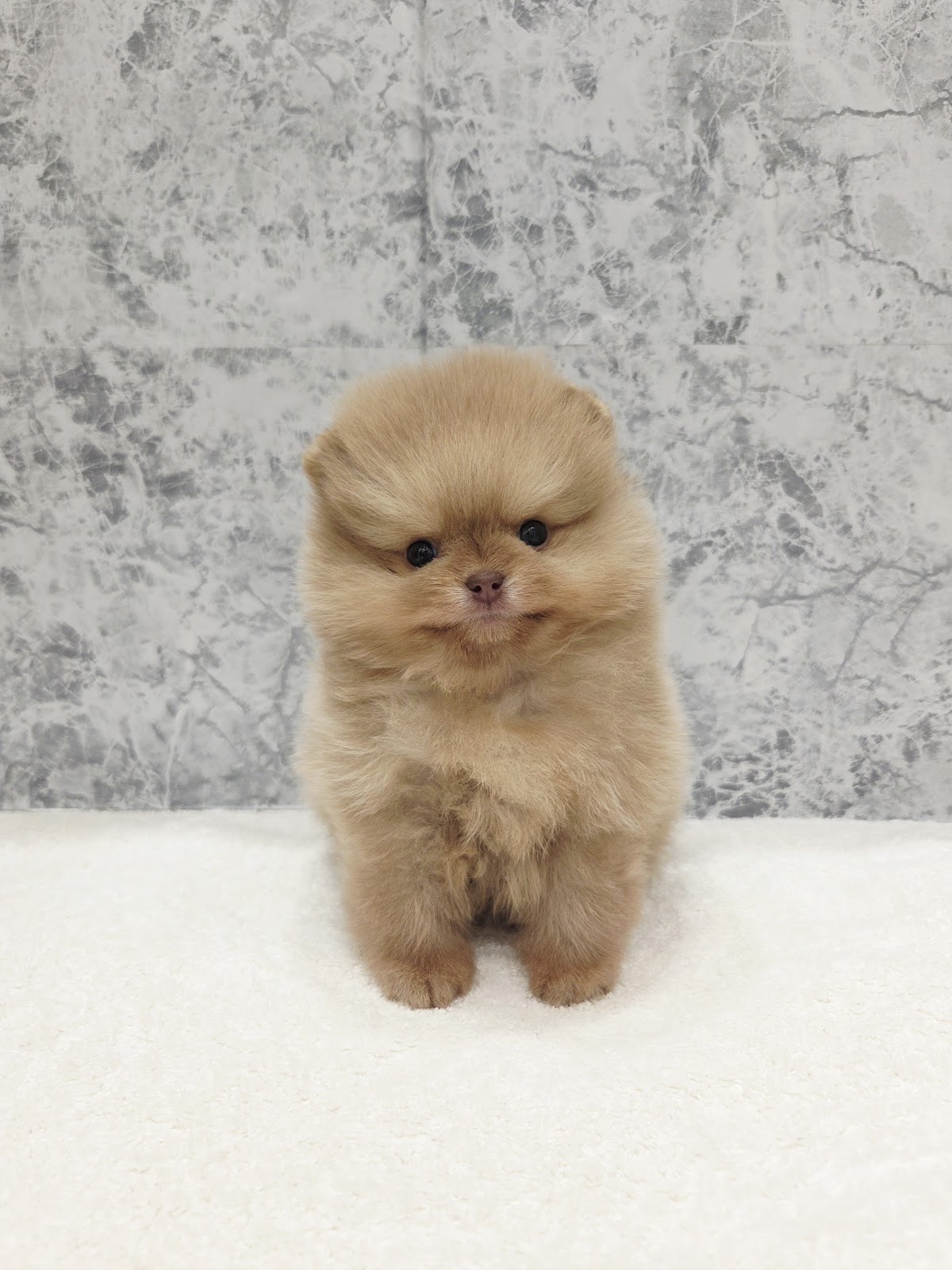 ポメラニアンの写真