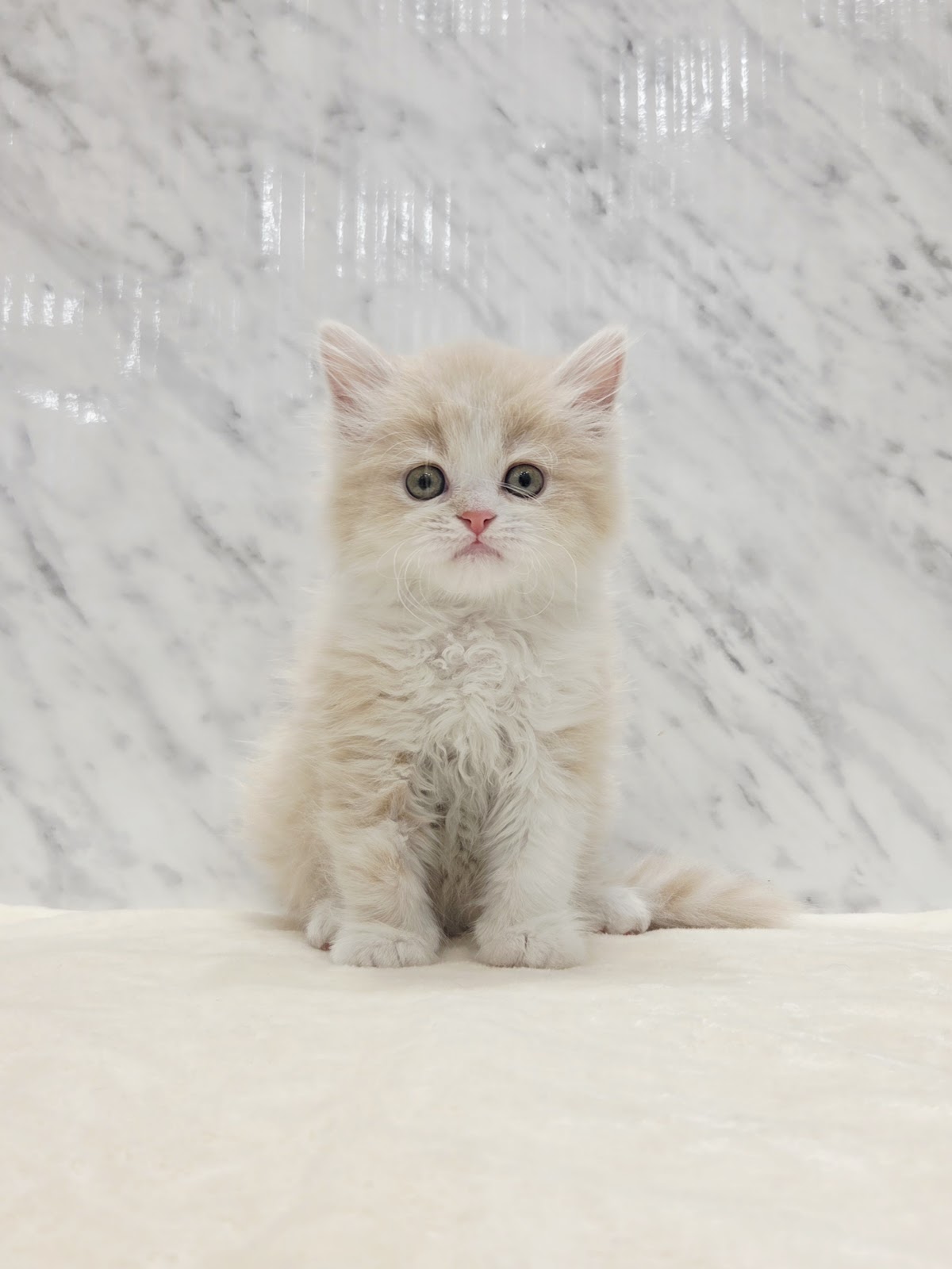 サイベリアンの写真