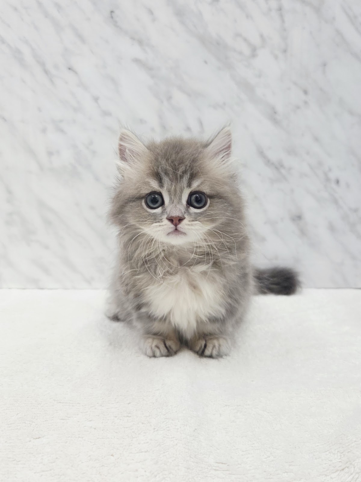 ミヌエットの写真1