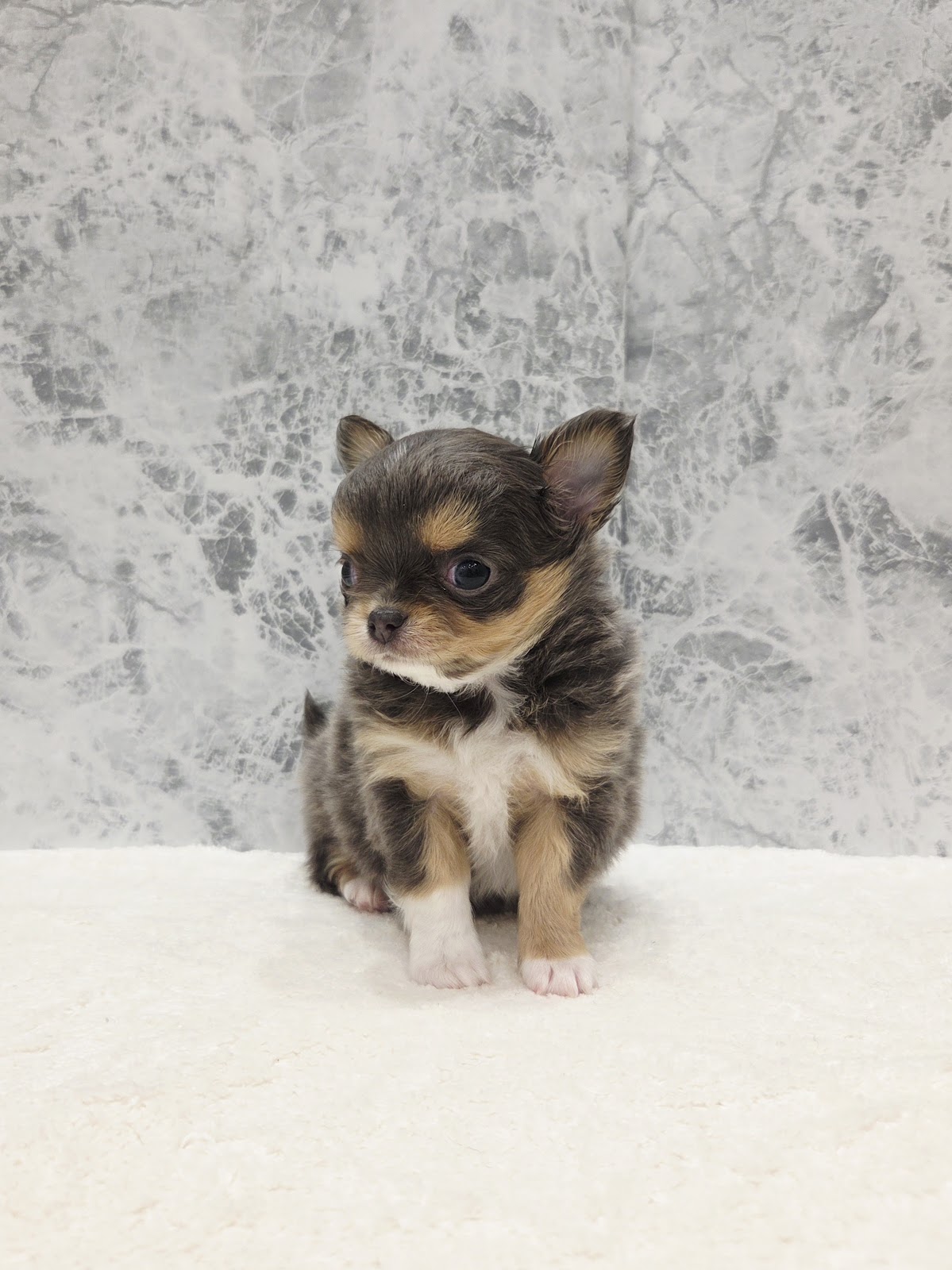 ロングコートチワワの写真3