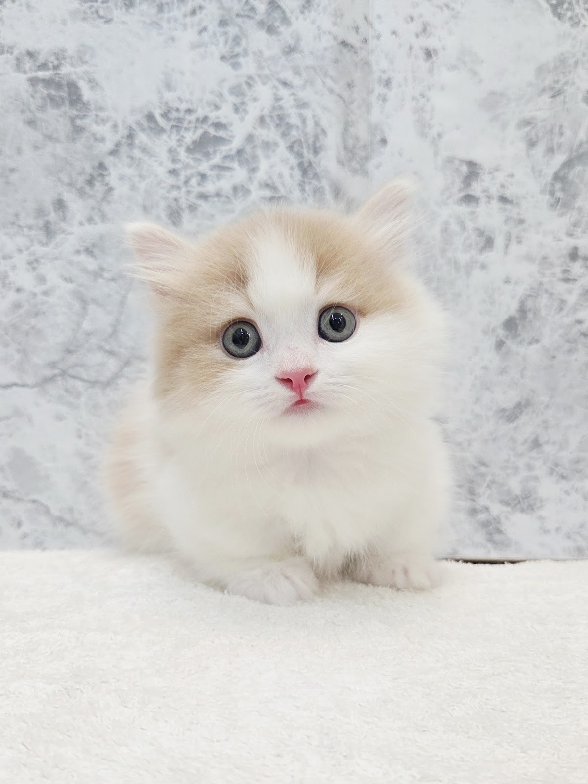 マンチカンの写真