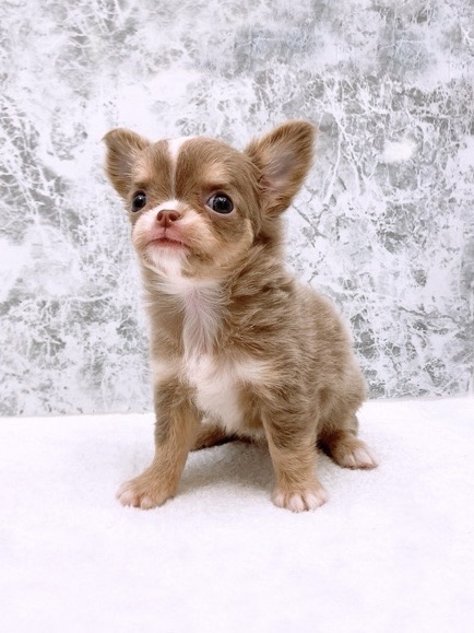 ロングコートチワワの写真3