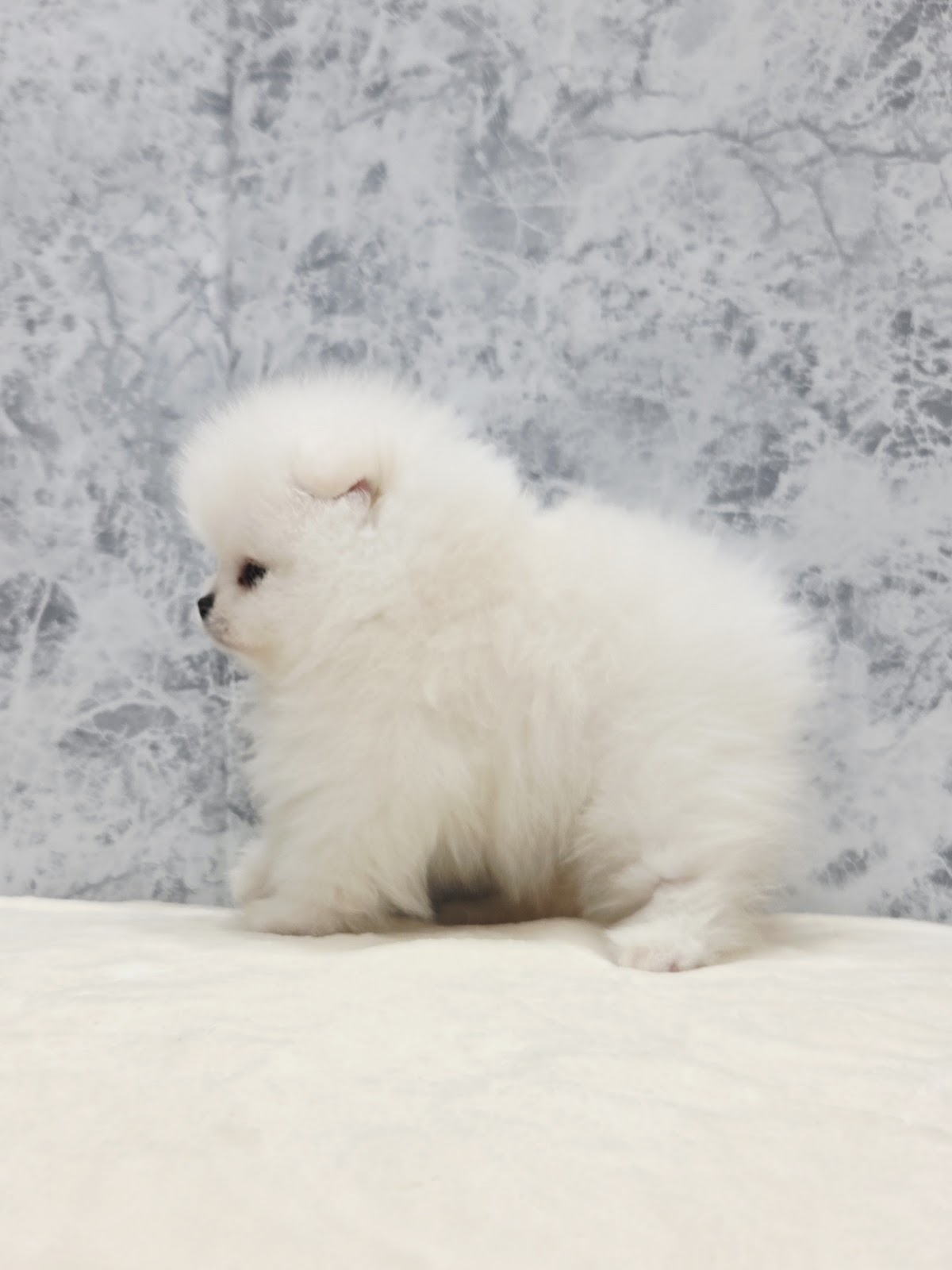 ポメラニアンの写真2