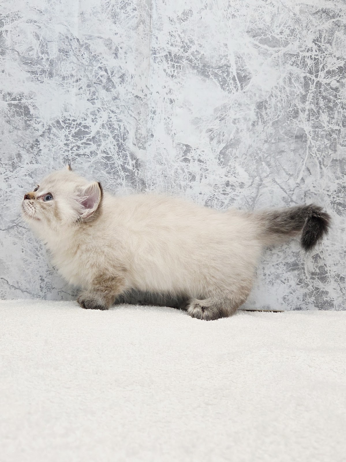 マンチカンの写真2