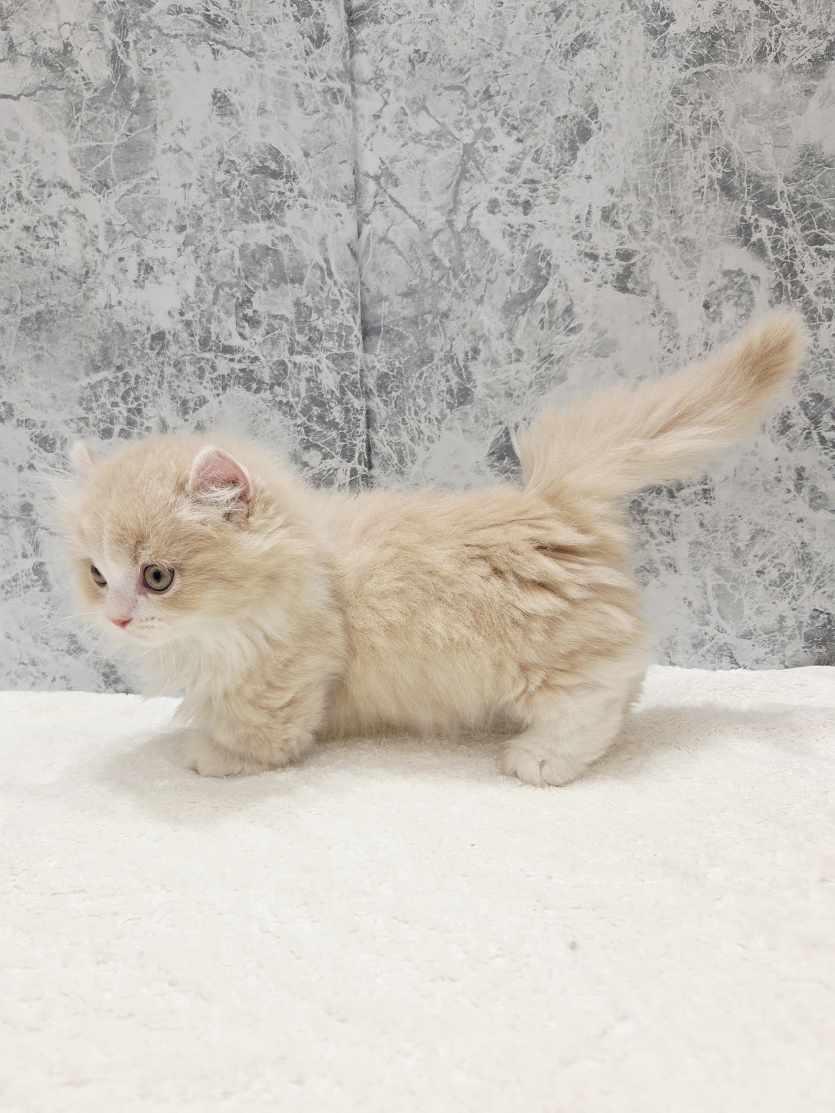 キンカローの写真2