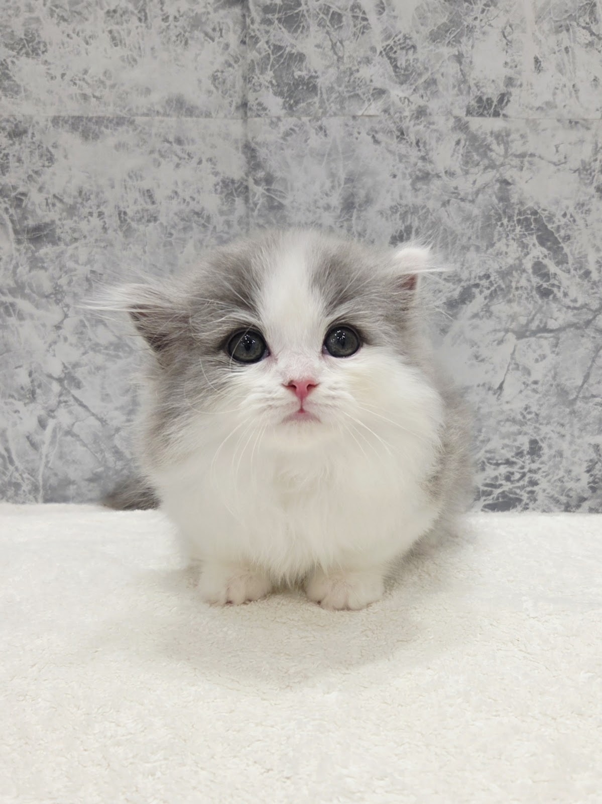 ミヌエットの写真