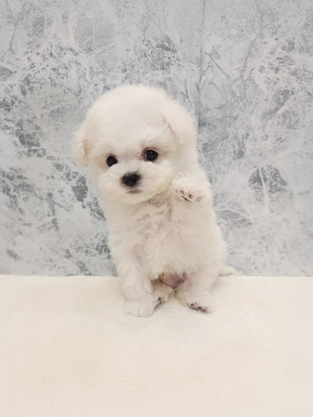 ビションフリーゼの写真3