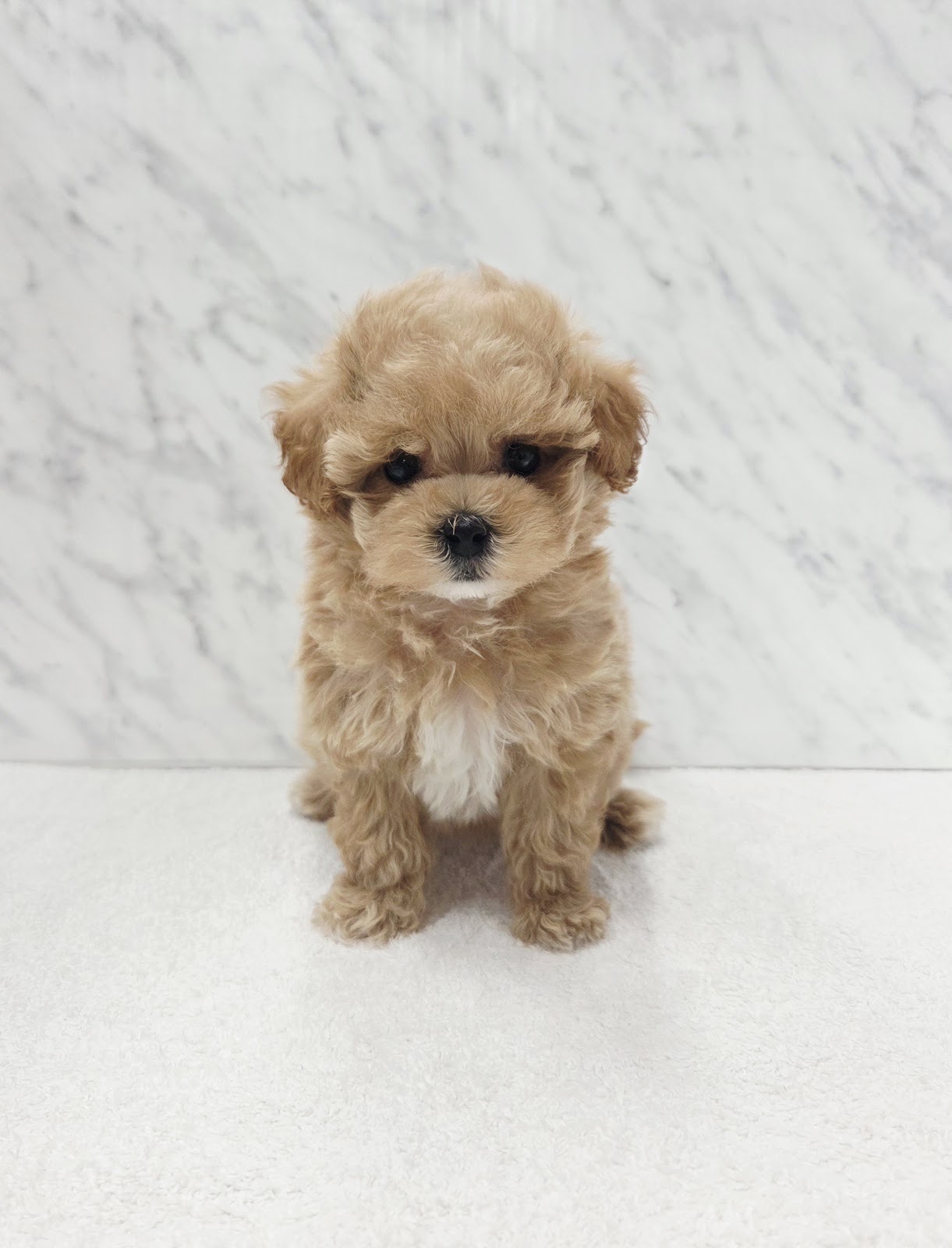 トイプードル×マルチーズの写真