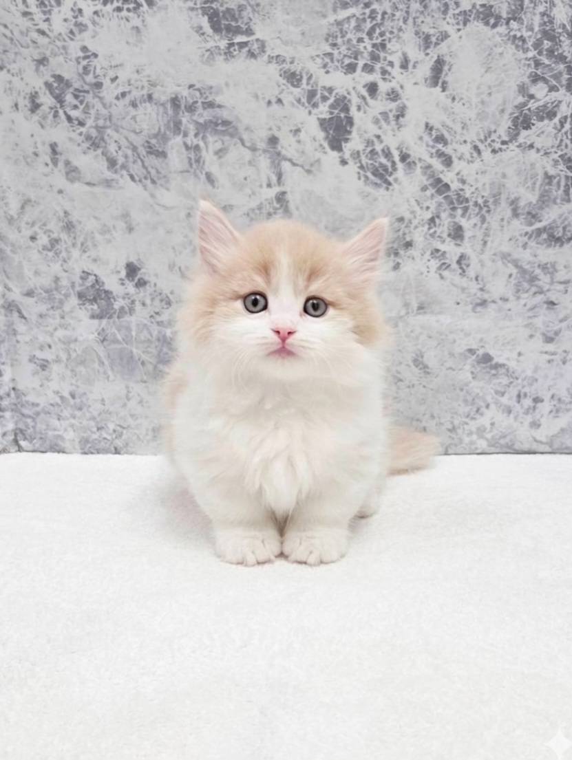 マンチカンの写真