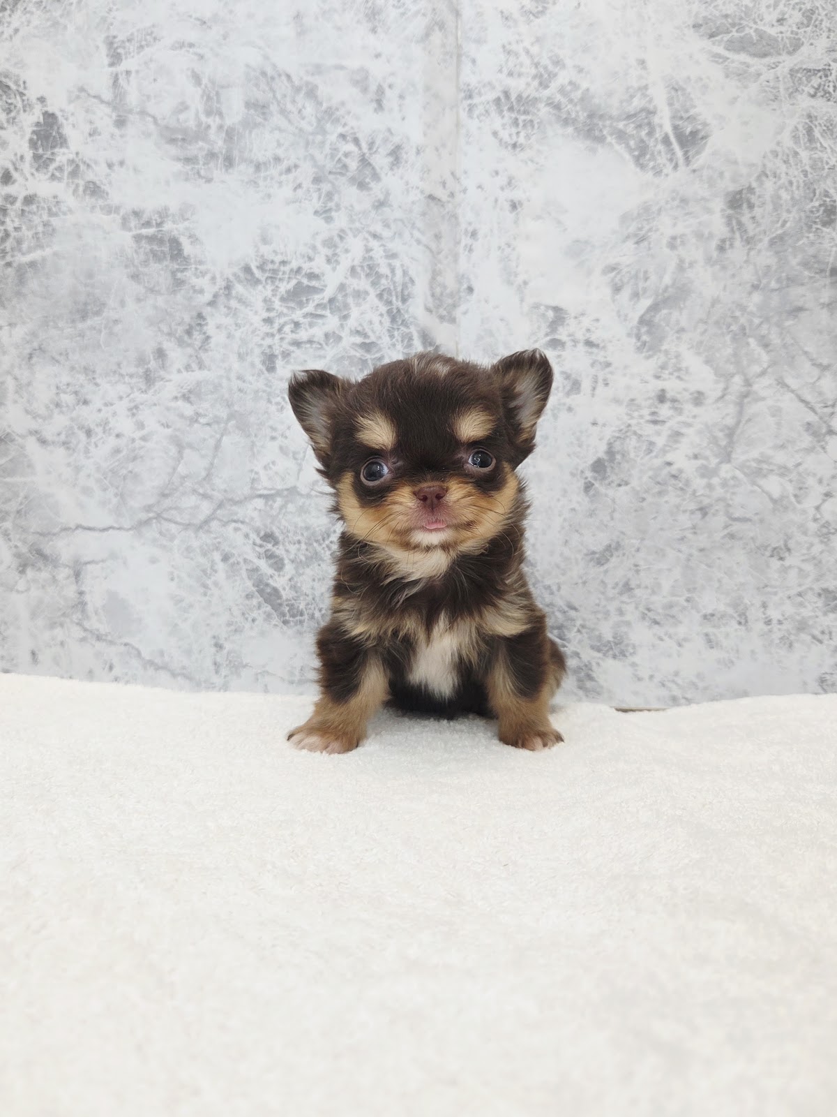 ロングコートチワワ