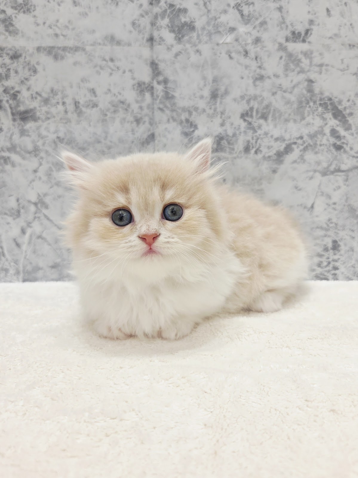 ミヌエットの写真3