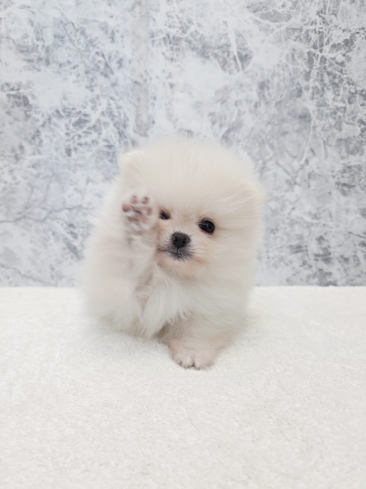 ポメラニアンの写真3