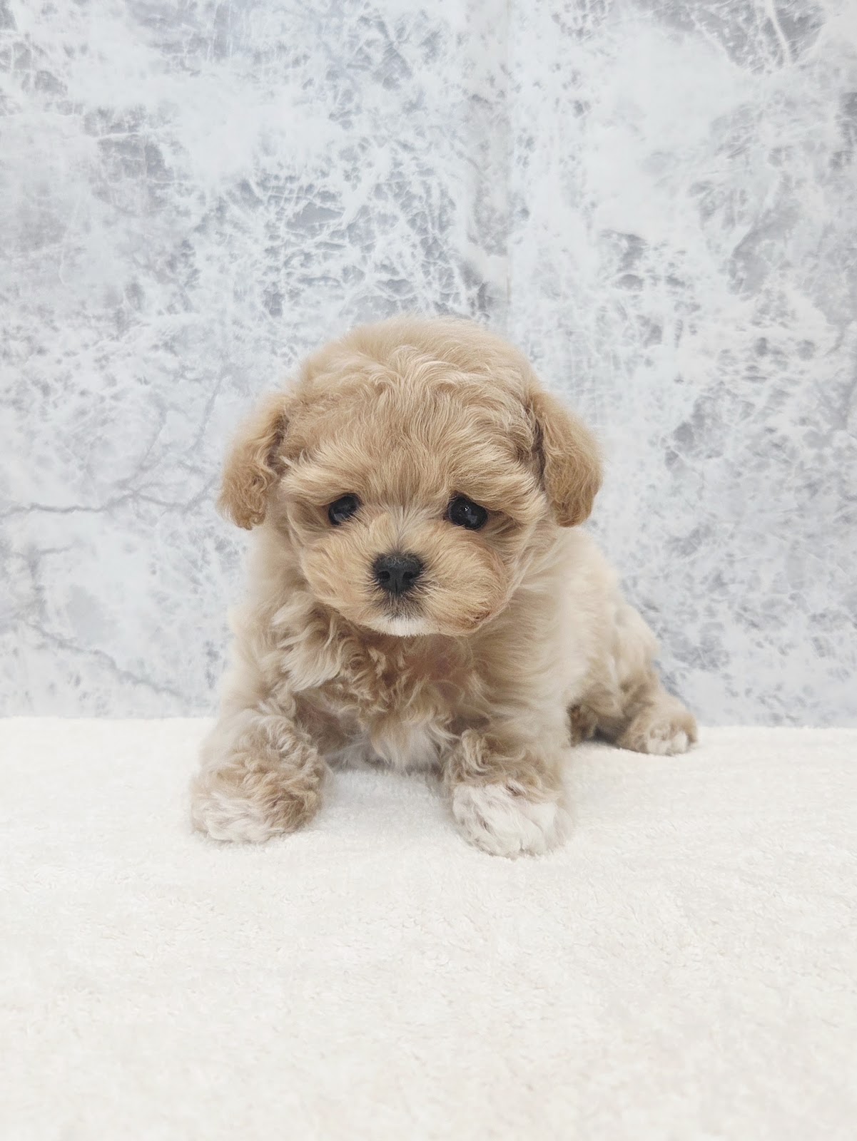 トイプードル×マルチーズの写真3