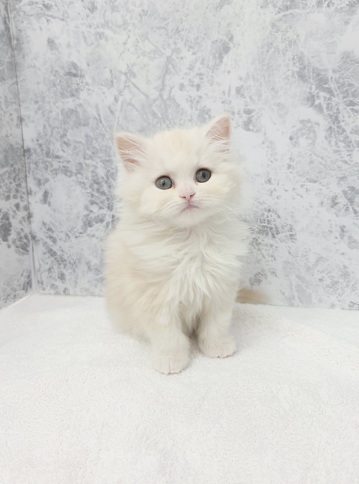 ラガマフィンの写真3