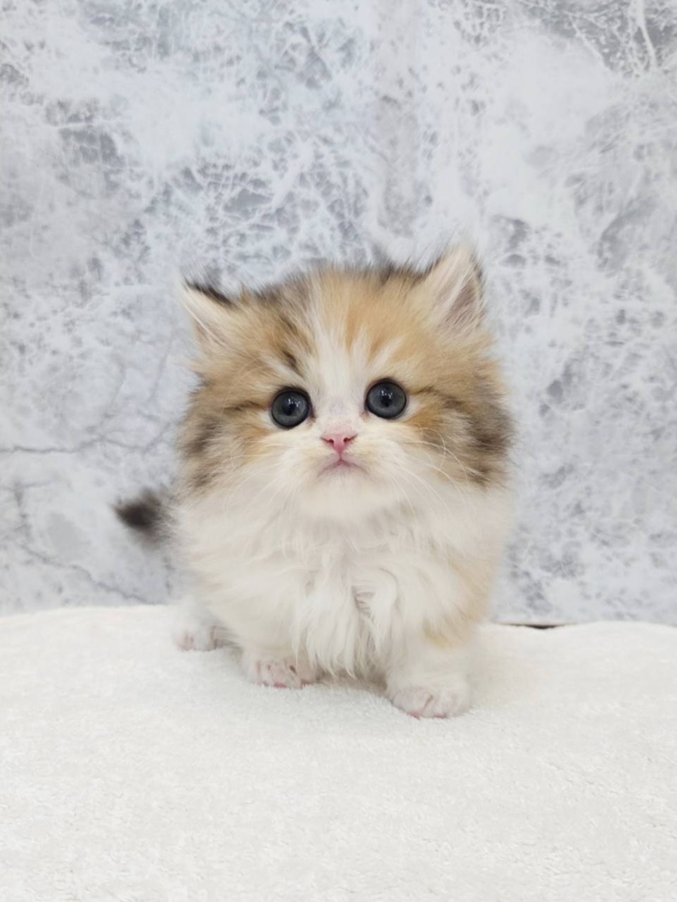 ミヌエットの写真