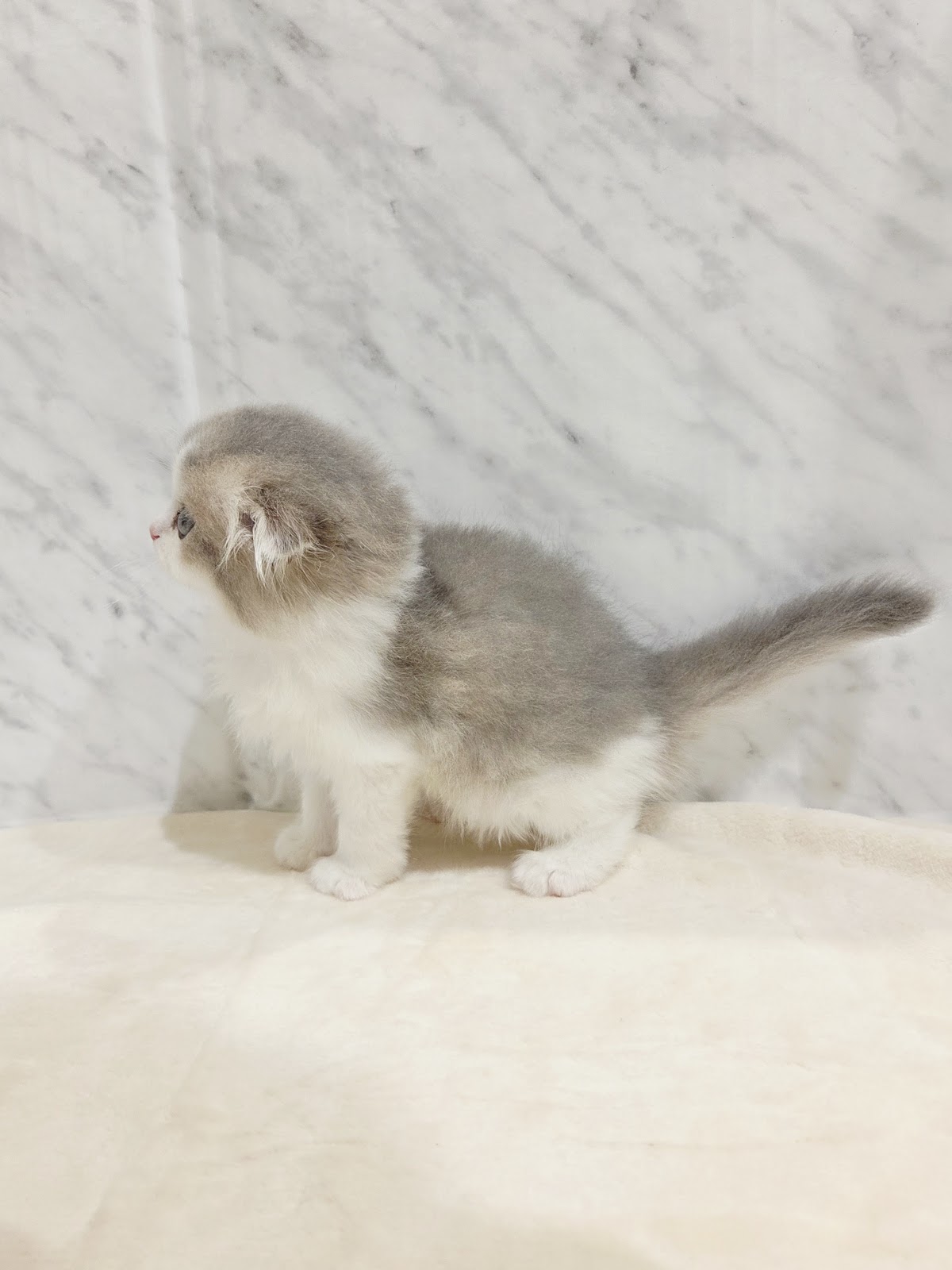 スコティッシュ・フォールドの写真2