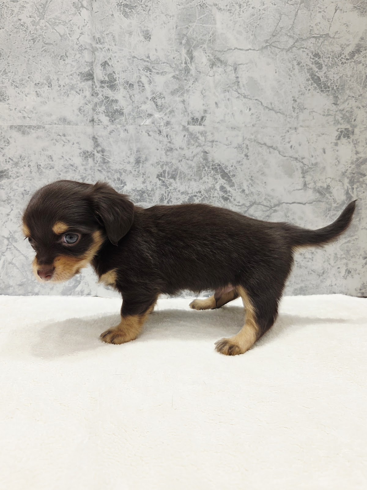 ダックスフンド×チワワの写真2