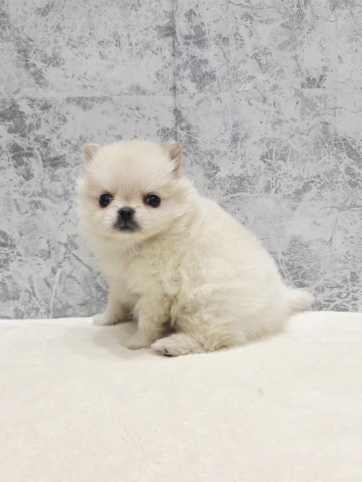 ミヌエットの写真3