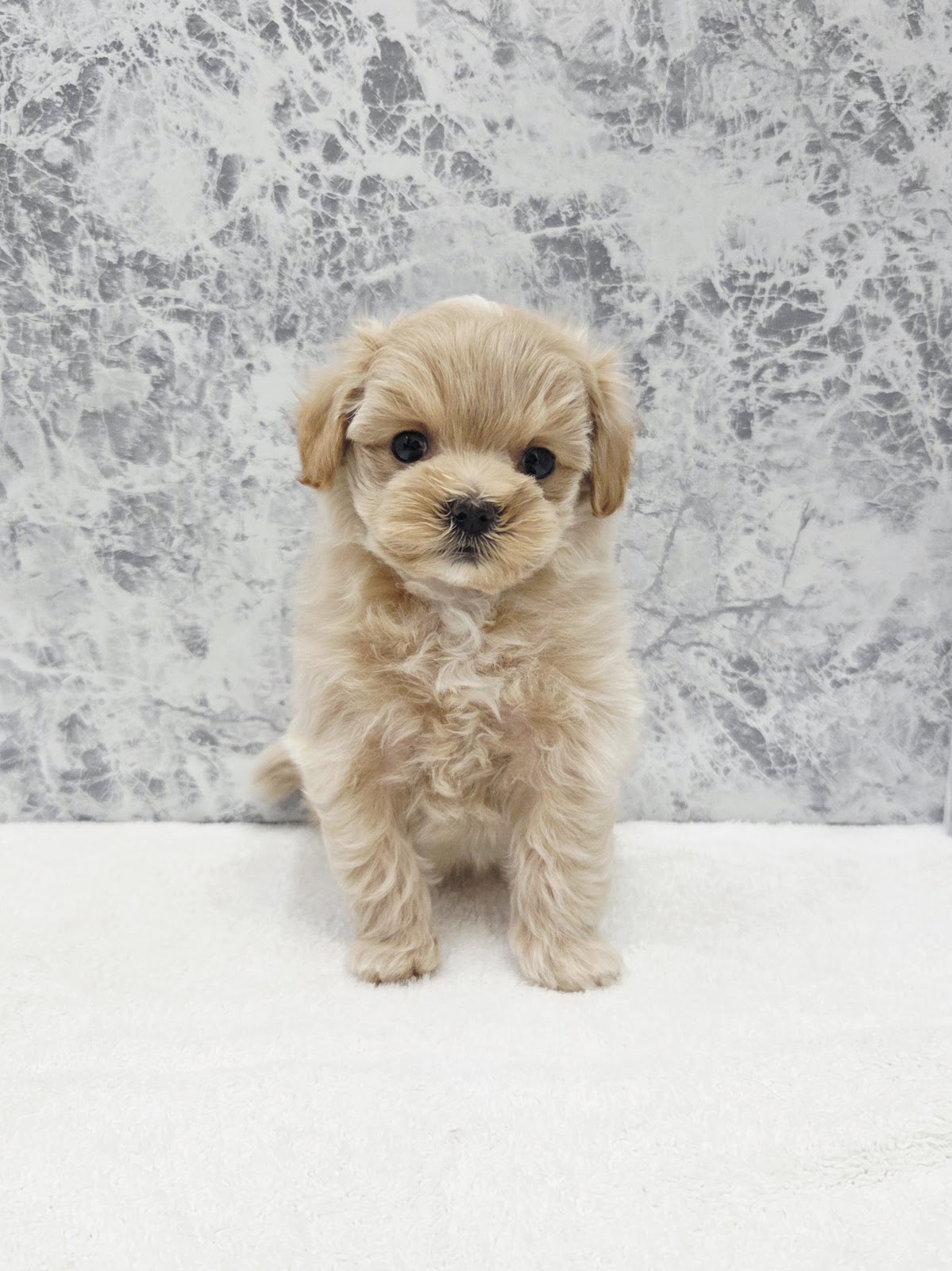 トイプードル×マルチーズの写真