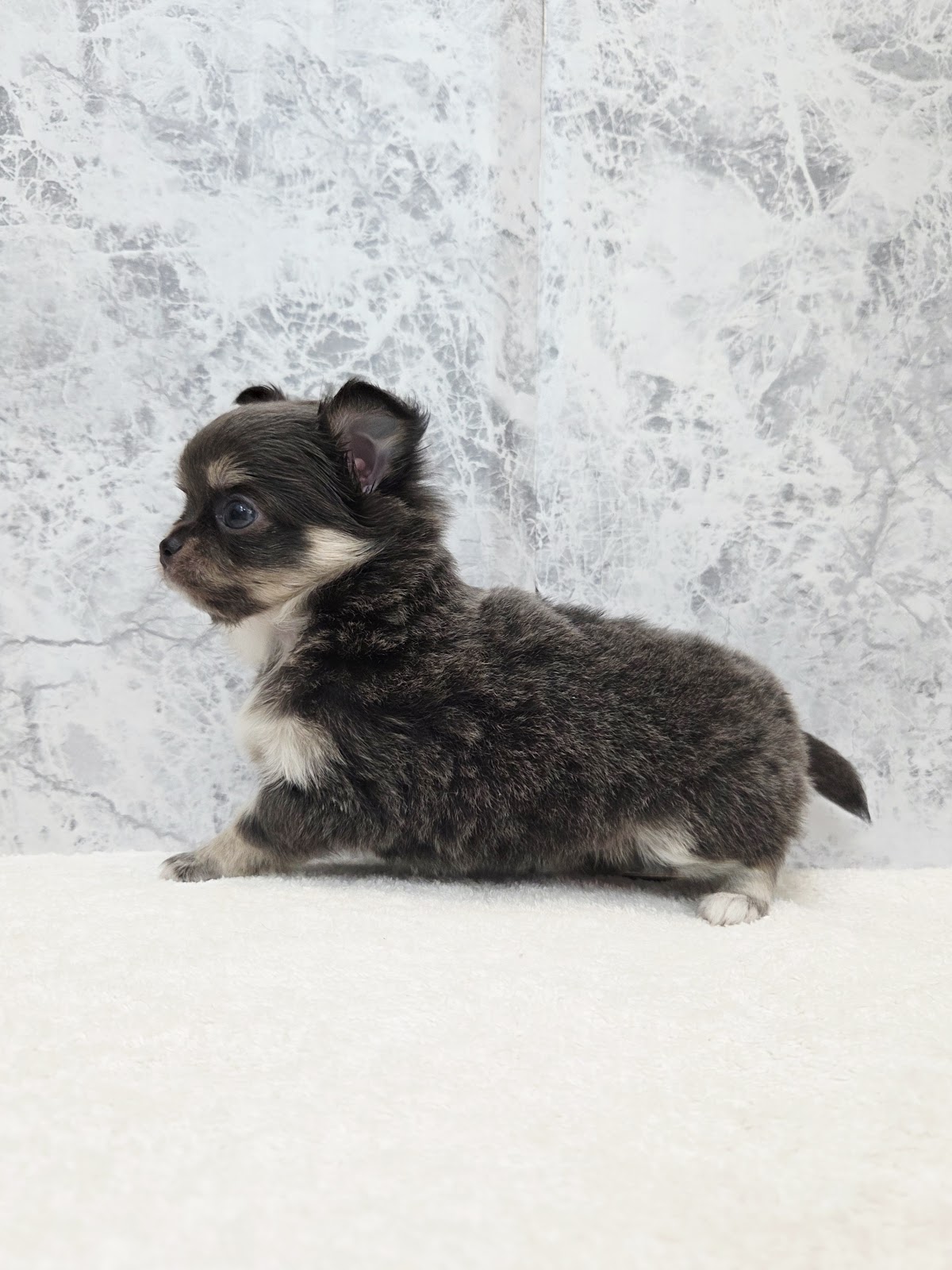 ロングコートチワワの写真2