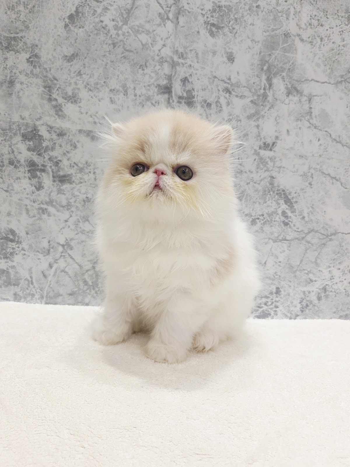 エキゾチックの写真3