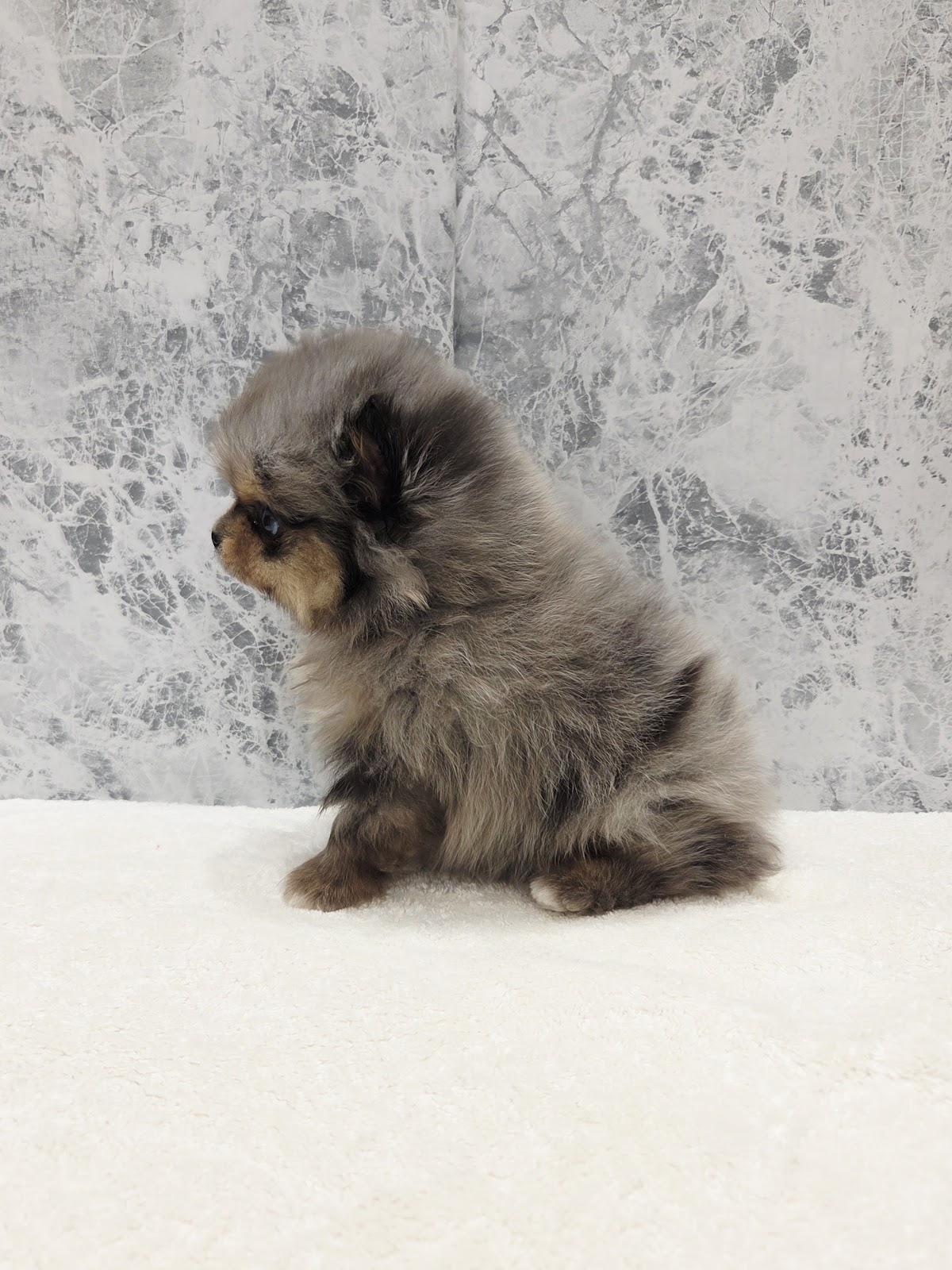 ポメラニアンの写真2