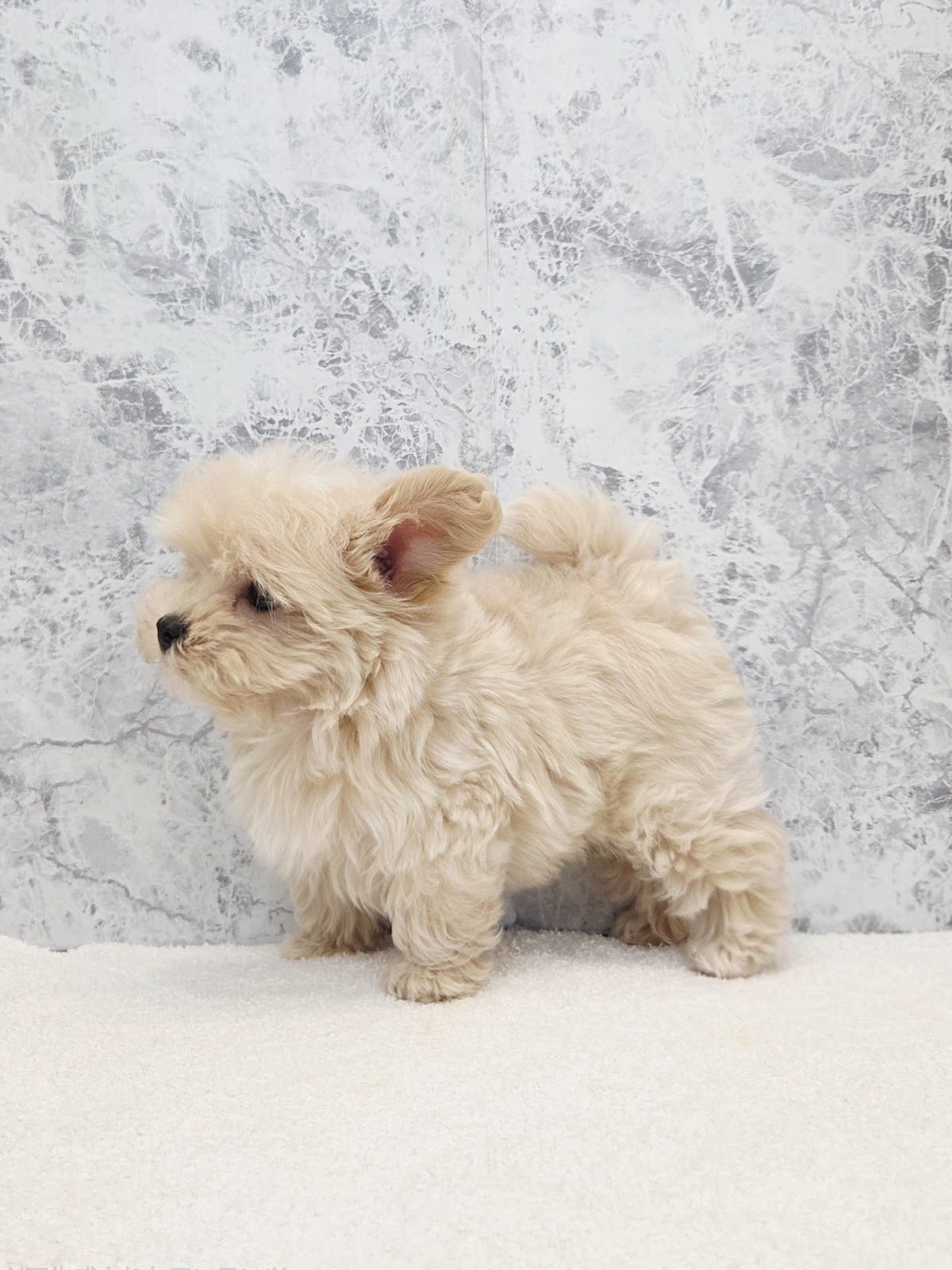 トイプードル×マルチーズの写真2