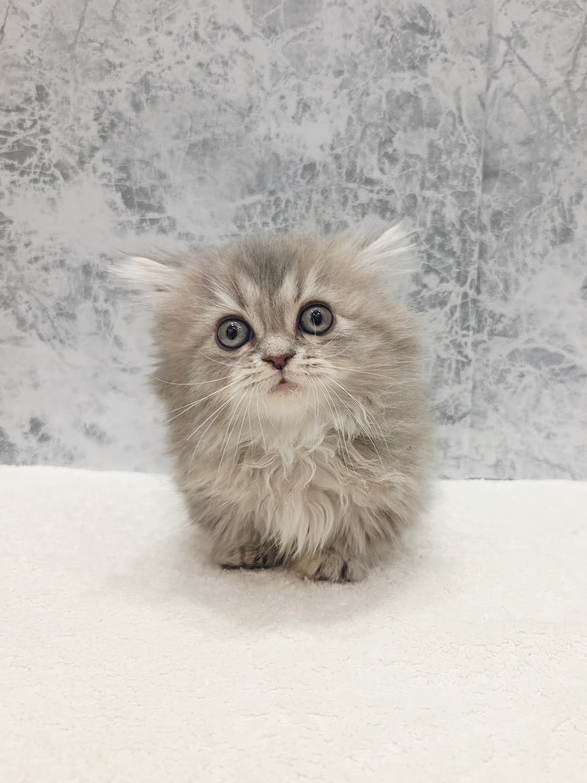 ミヌエットの写真3