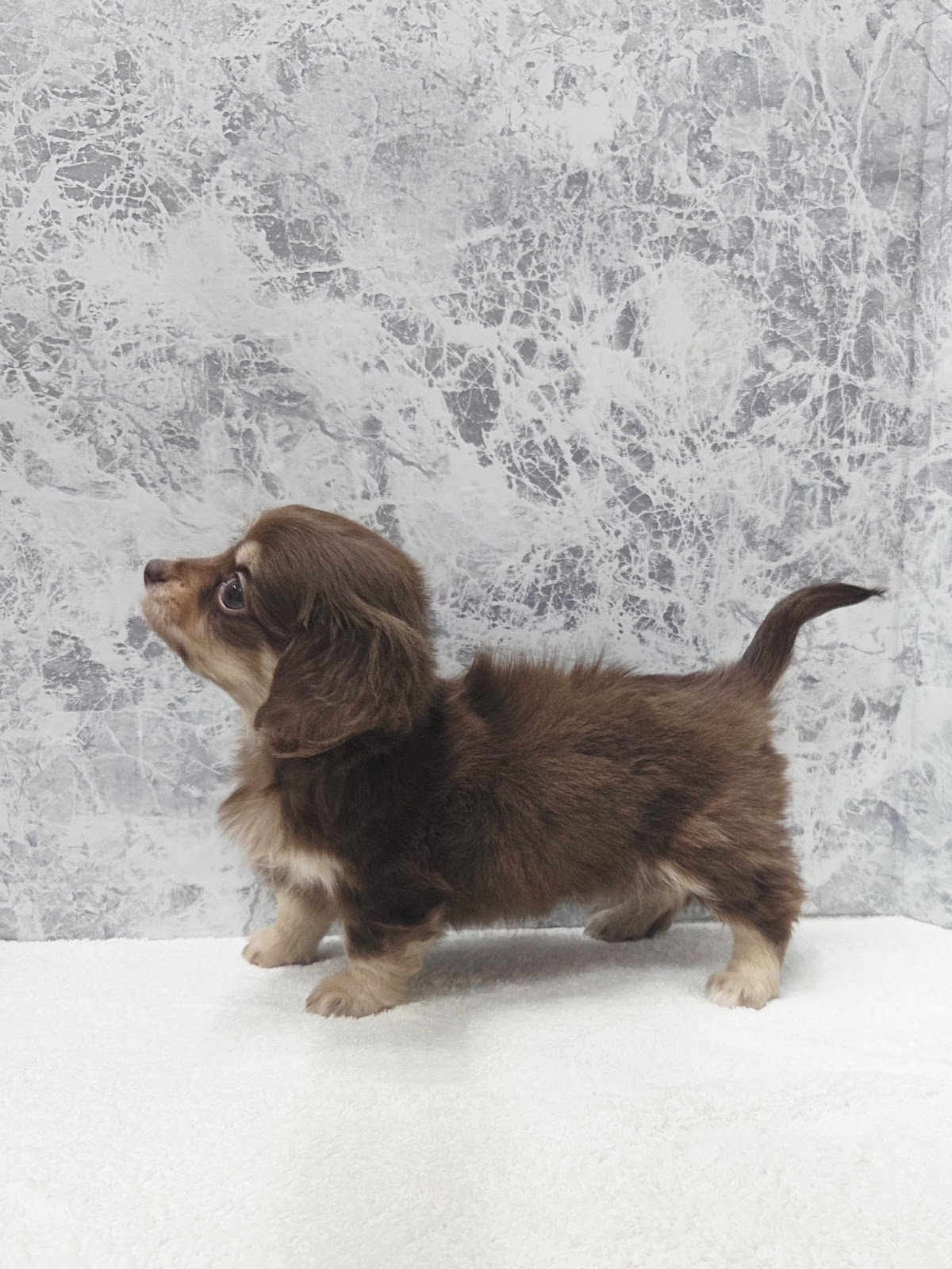 ミニチュアダックスフンド×チワワの写真2