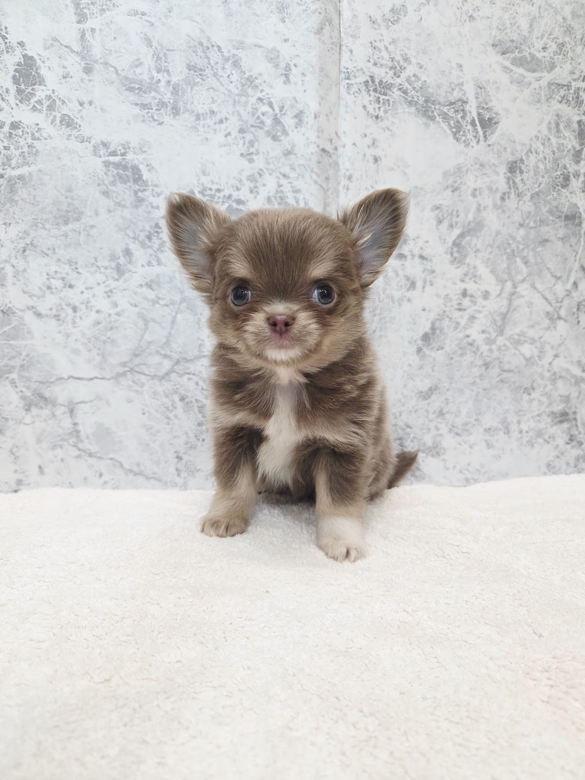 ロングコートチワワの写真