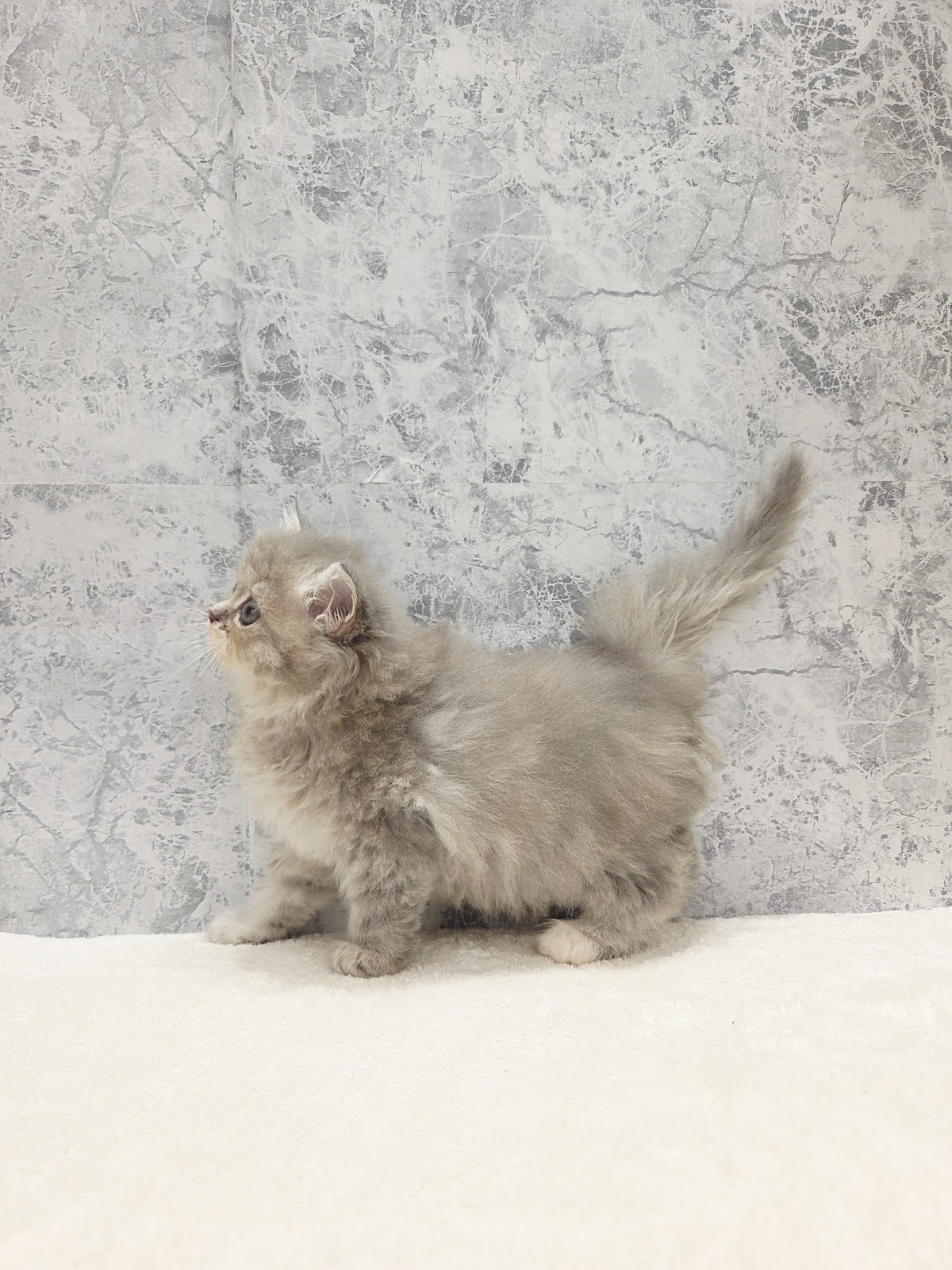 ラガマフィンの写真2