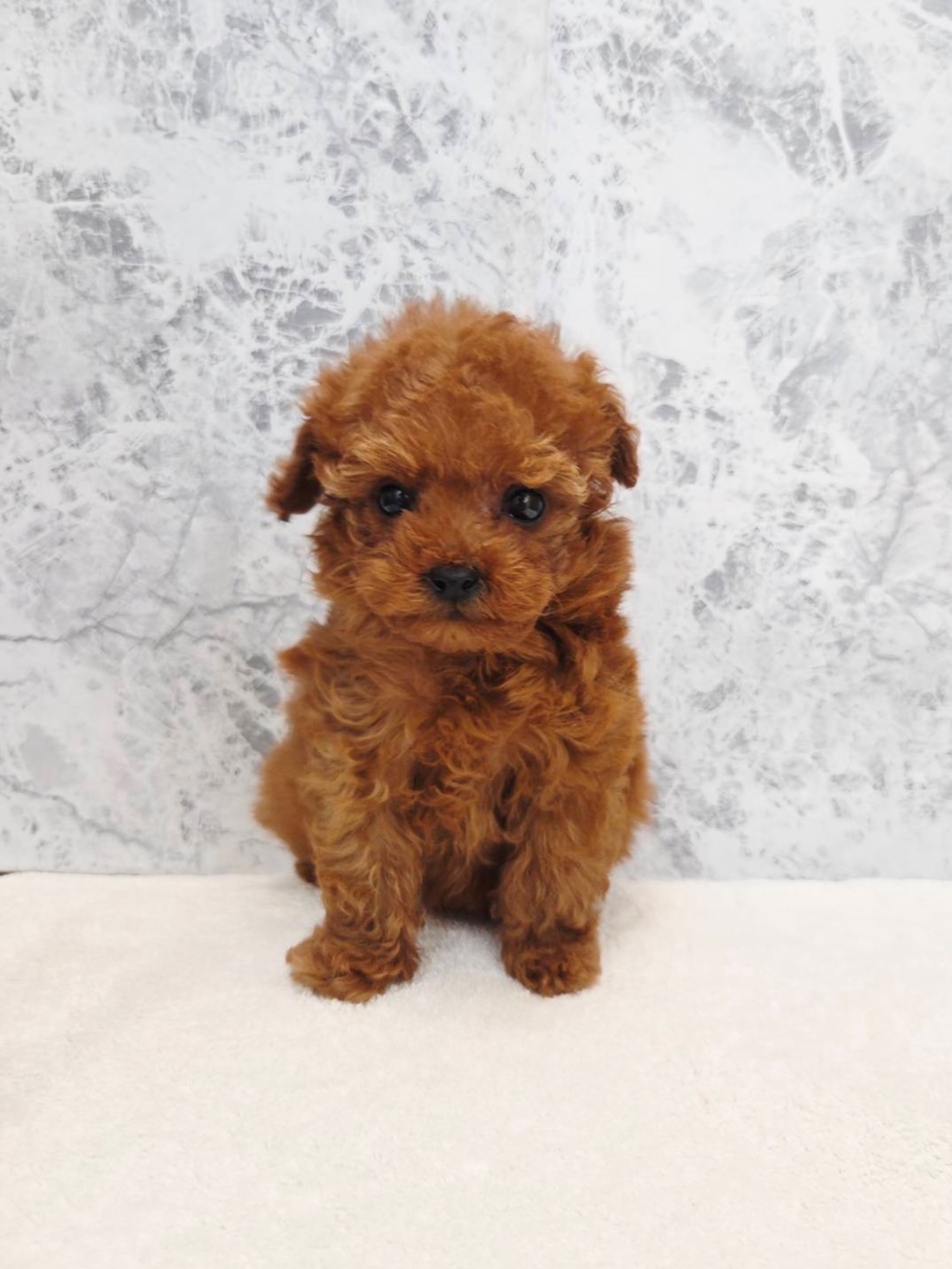 タイニープードル