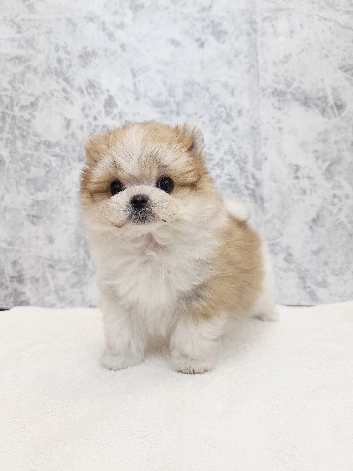 マルチーズ×ポメラニアンの写真3