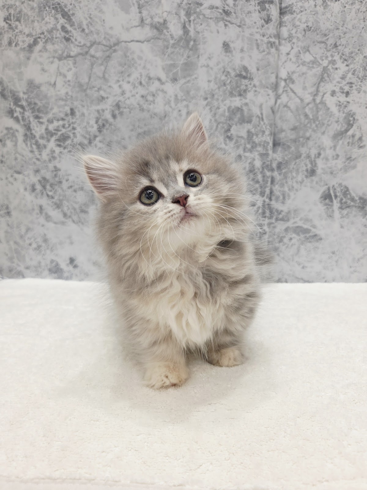 ミヌエットの写真3