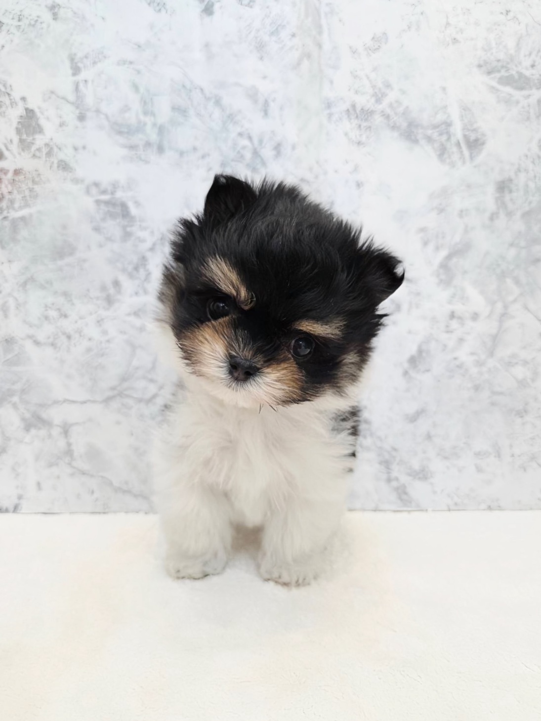 マルチーズ×ポメラニアンの写真3