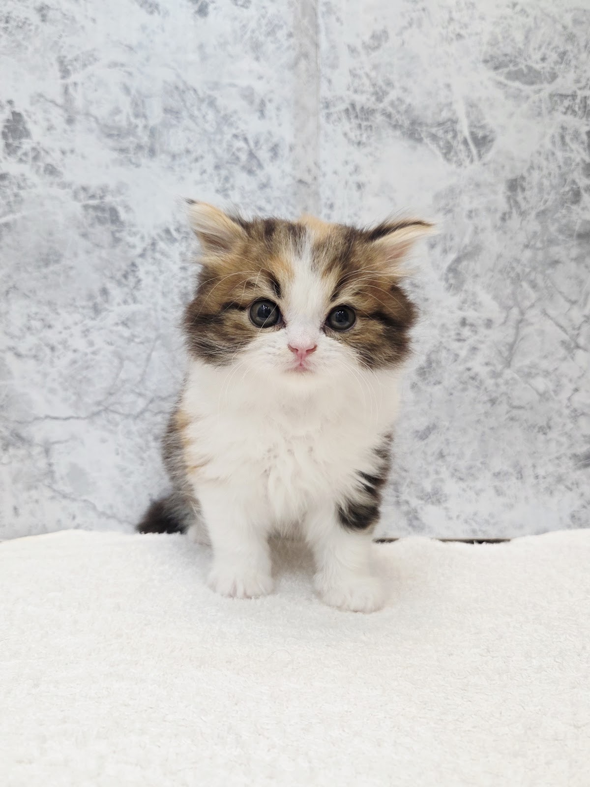 ラガマフィンの写真