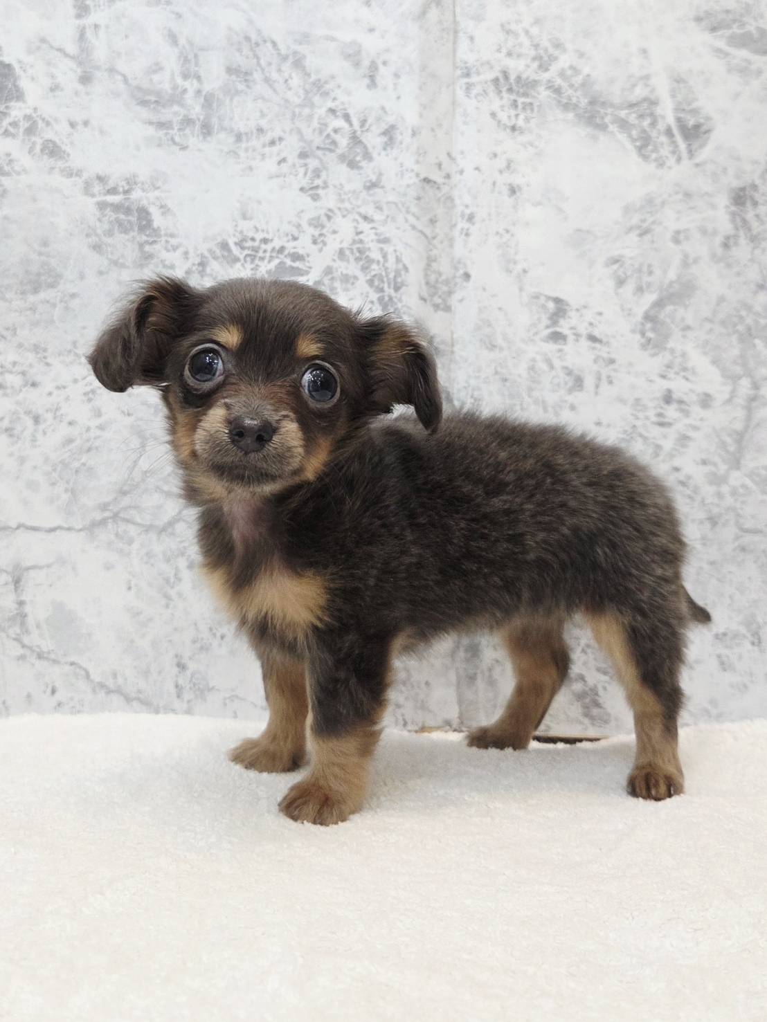 ダックスフンド×チワワの写真3