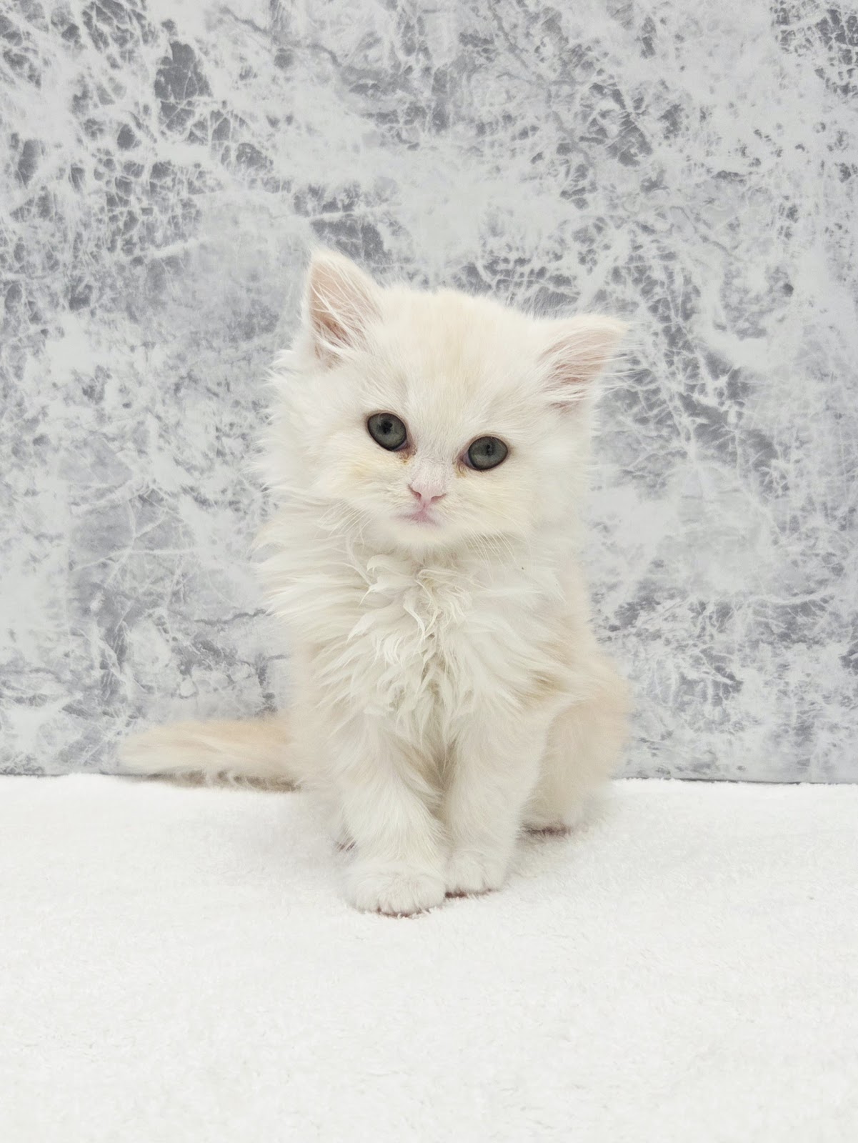 ラガマフィンの写真