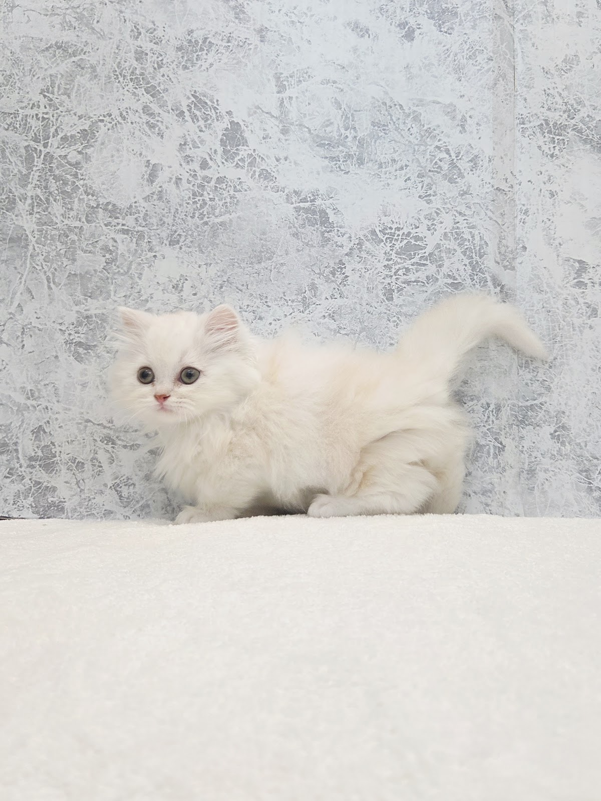 ミヌエットの写真2