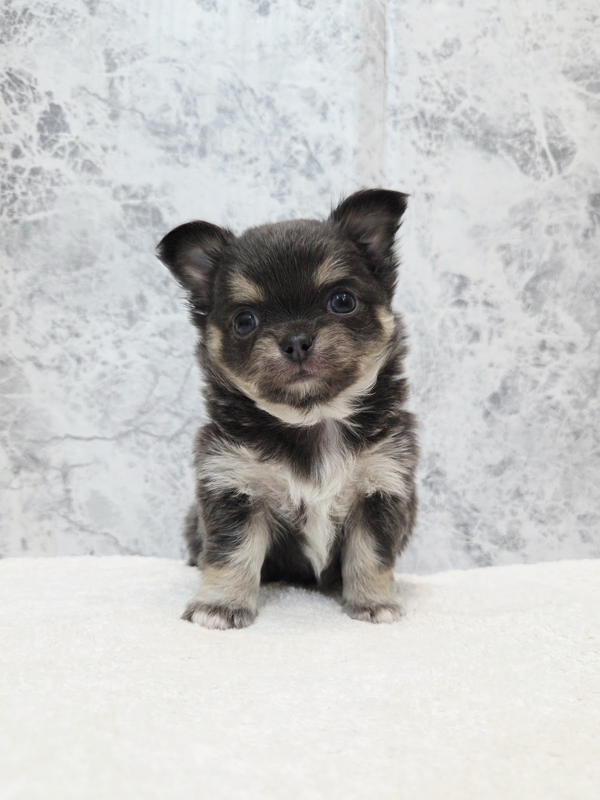 ロングコートチワワの写真