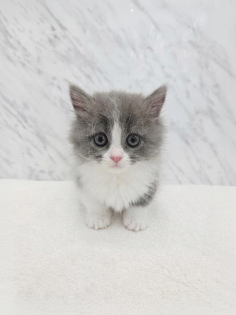 ミヌエットの写真