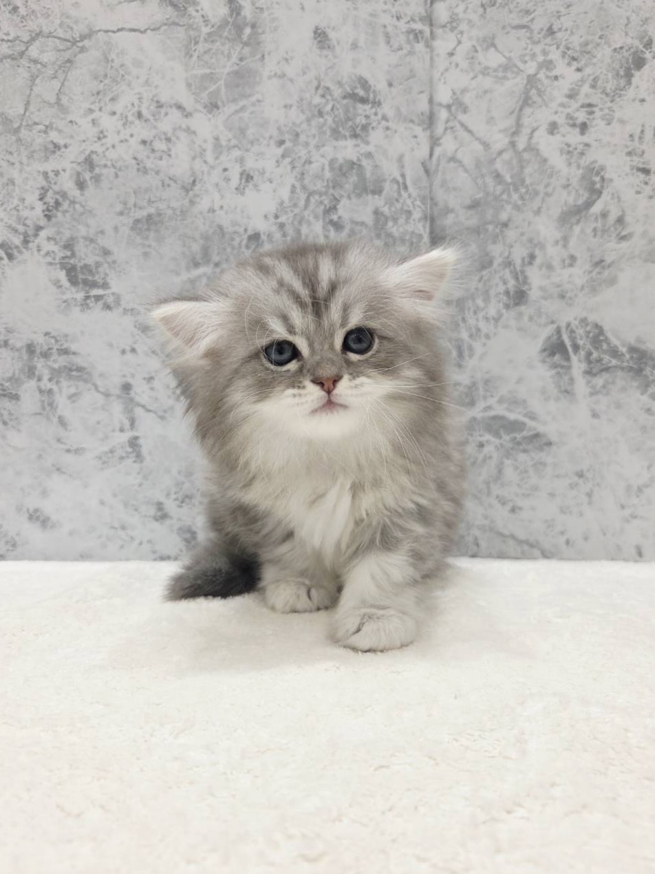 ラガマフィンの写真