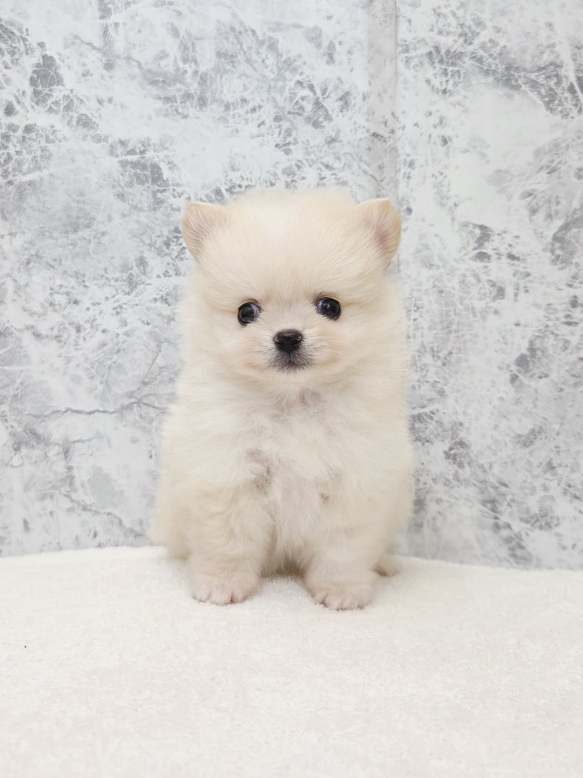 ポメラニアン×チワワの写真