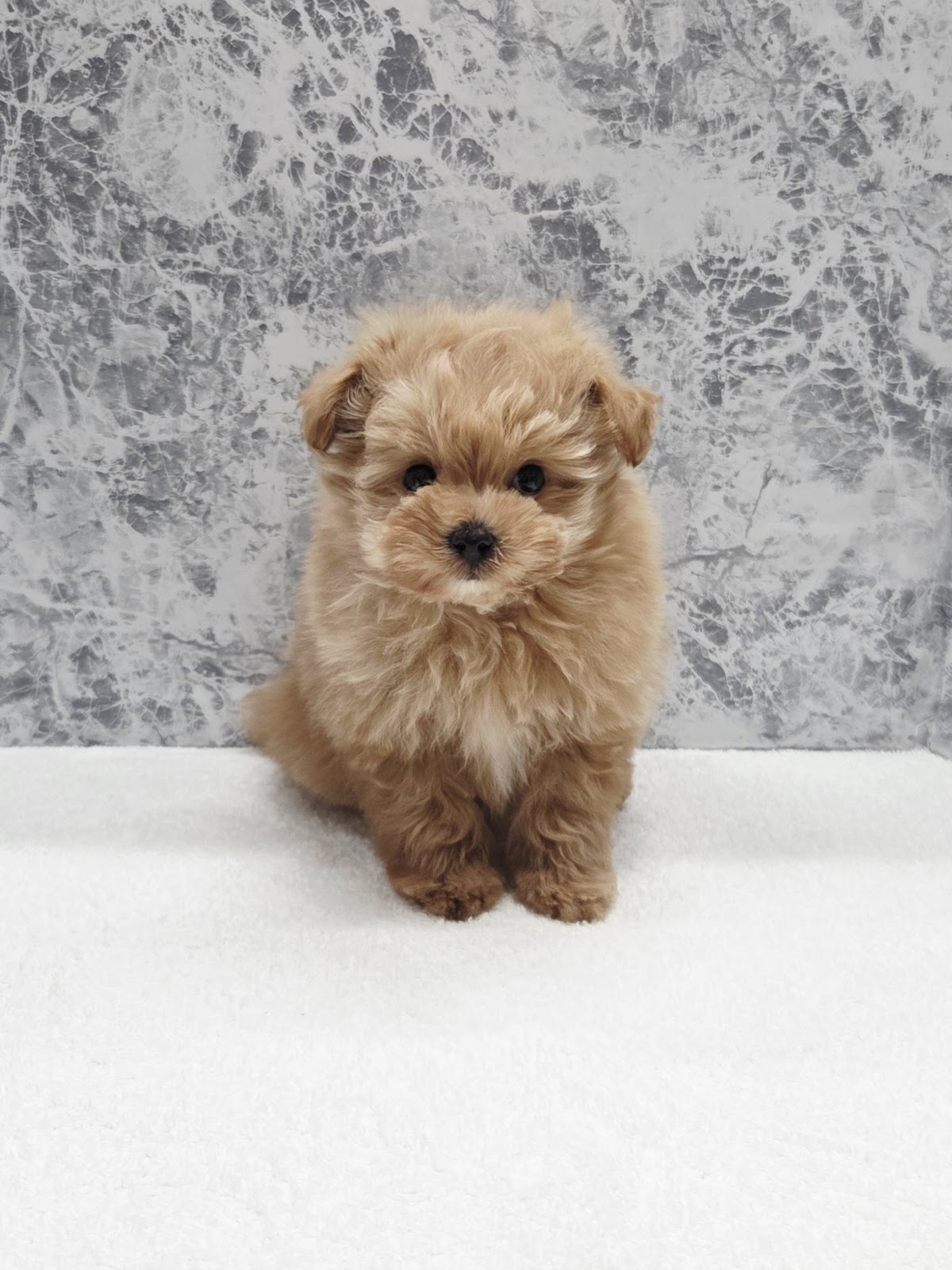 トイプードル×ポメラニアンの写真