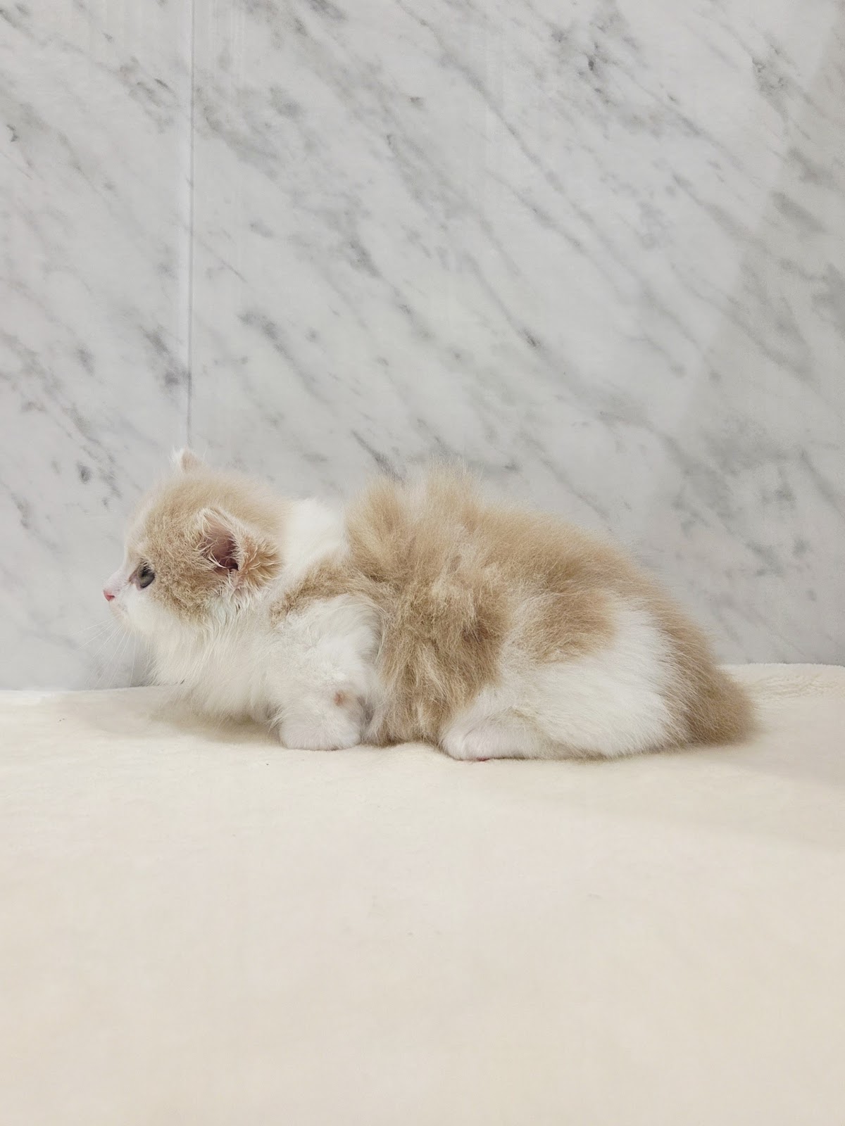 マンチカンの写真2