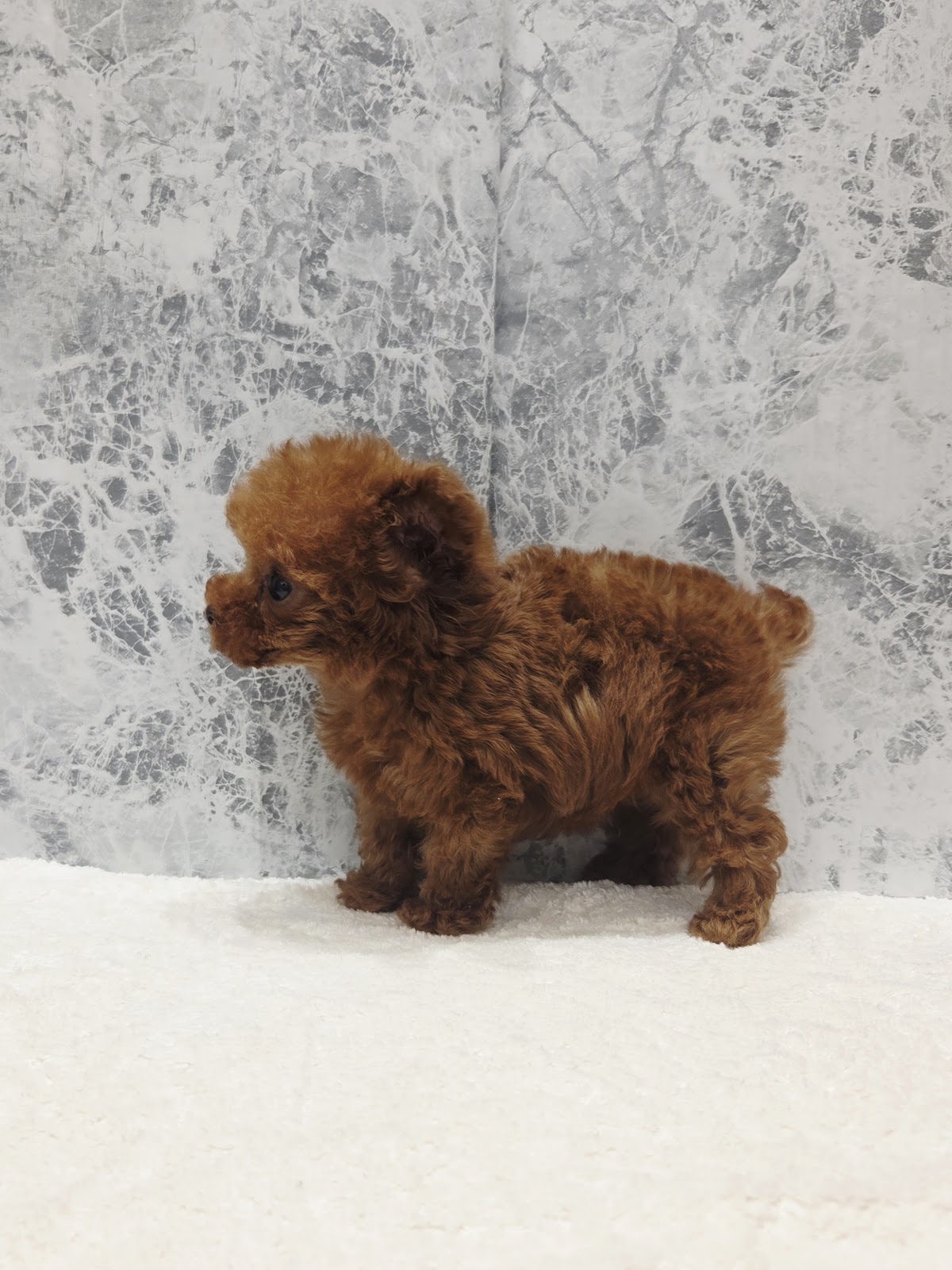 マイクロティーカッププードルの写真2